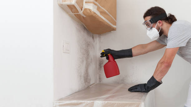 Professional Basement Mold Remediation technician working in Williston Park, NY